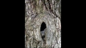 Поющий дуб в Задонске.