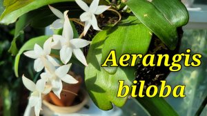 Aerangis biloba первое домашнее цветение.