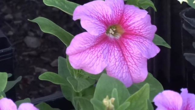 КРАСИВЫЕ ЦВЕТЫ ПЕТУНИИ