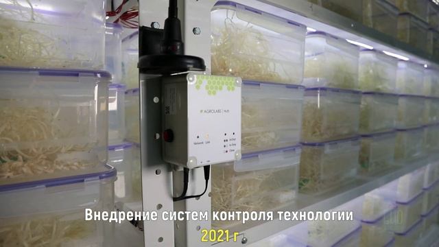 СЕКРЕТНО! Выращивание и собор хищного клопа Macrolophus pygmaeus?