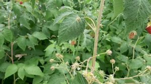 Этот сорт малины не подведет !