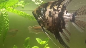 Скалярия , которая живет с гурами ?