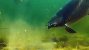 ЛОВИМ ОГРОМНЫХ РЫБ