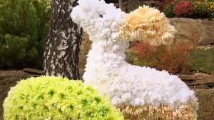 Хризантема многолетняя | Качественные семена 2019