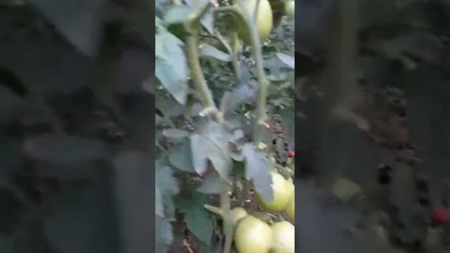 Помидоры ПИНК ХИТ смотреть онлайн