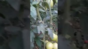 Помидоры ПИНК ХИТ