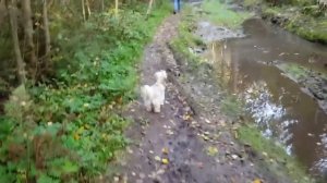 Хаски Шейла, стафф Присцилла и маленький метис (чихуахуа с ши-тцу) Лиза. Прогулка