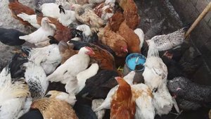 КУРЫ // ОСТАВЛЮ ТОЛЬКО ГОЛОШЕЕК