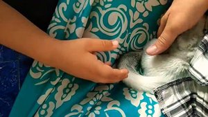 Наши животные. Часть вторая# шиншилы#