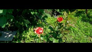 2022 июль анаморф (1,55 Ulanzi)