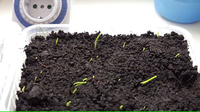 Посев лука Эксибишен. Результат. смотреть онлайн