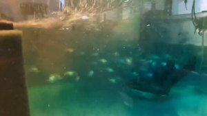 ФМЦ лекарство для рыб