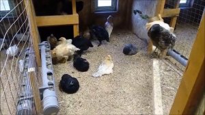 Содержание кур в птичнике.  Экскурсия на Птичий дворик