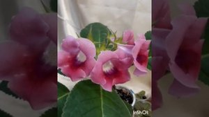 Сеянцы глоксиний после пикировки. Земля для глоксиний.