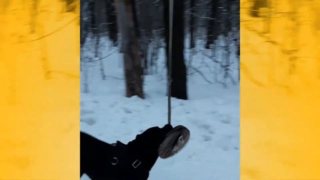 Фотоколлаж.Ральф.Метис Кане-корсо и лабрадора. смотреть онлайн