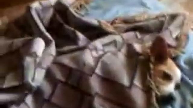 Кто тут спал на моей кровати смотреть онлайн