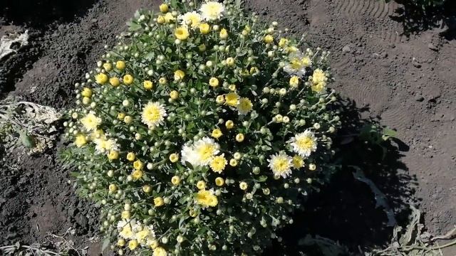 Хризантема мультифлора. Цветение в августе 2019 года смотреть онлайн