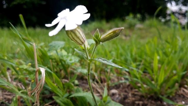 Дрёма белая / Смолевка белая. Белый цветок сорняк смотреть онлайн