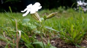 Дрёма белая / Смолевка белая. Белый цветок сорняк
