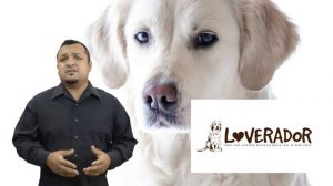 Dogs Loyalty - Are Labrador Retrievers Loyal Pets?