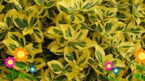 Бересклет форчуна Канадейл Голд. Краткий обзор, описание euonymus fortunei Canadale Gold