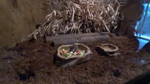 Пражский зоопарк, наш второй день в Чехии. Самый большой зоопарк в моей жизни. Zoo Praha