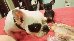 Очень злой той терьер  Смешная собака  Приколы с животными  Киллер жжот  Странный той терьер