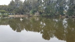 Австралия Сидней. Жесть нашего городка.Докатились до ручки.Элла Австралия