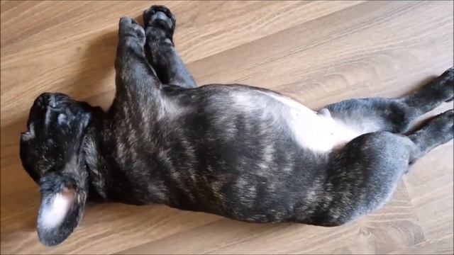 SEVİMLİ YAVRU HAYVANLAR 3 ( Pomeranians , Fransızca buldozer, Golden retriever) смотреть онлайн