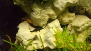 Аквариум 1000л травник