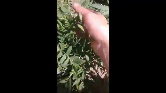Пышные бархатцы  Уход и подкормка