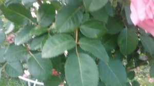 Розы.Цветение красавицы Эшли Ashley  на штамбе и кустовой