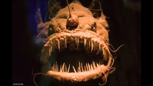 Топ 5 страшных рыб смотреть онлайн