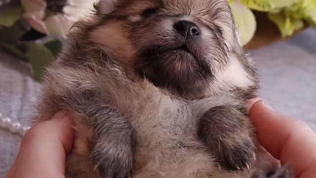 puppy spitz смотреть онлайн