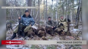Четверых браконьеров осудили за незаконную охоту в Прибайкалье