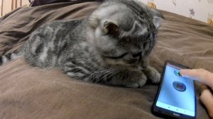 Звуки пугающие кошек(переводчик кошачьего языка)