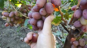 Мускат гурманный виноград с ярким мускатом. Теплова Татьяна+380956118435