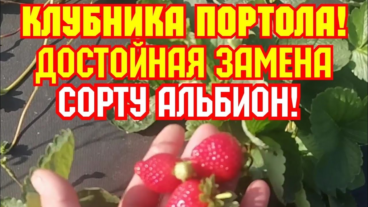 Клубника новинка, достойная замена сорта Альбион, Калифорнийская красавица Портола! смотреть онлайн