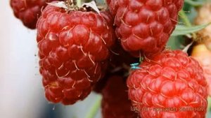 Малина традиционная Столичная (rubus) ? малина Столичная обзор: как сажать саженцы малины Столичная