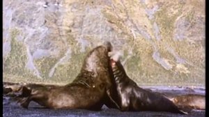 "Zooпарк": "Дикая Австралия"