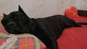 Кане-корсо Ютта сладкий сон и храп )))  Cane Corso Jutta a sweet dream and snoring)))