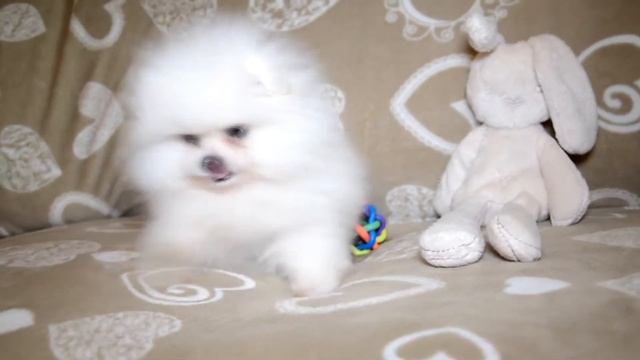 Белый померанский шпиц, мини медвежонок elitedoggy.com. White pomeranian puppy.