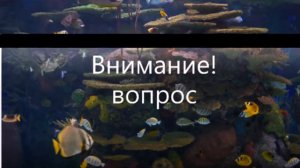 Угадай Рыбу