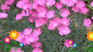 Гвоздика гратианополитанская (серо-голубая). Краткий обзор, описание характеристик