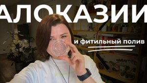 Пересадка Алоказии и Нефролеписа на ФИТИЛЬНЫЙ ПОЛИВ • Пересадка Солейролии
