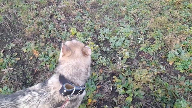 Буран болеет смотреть онлайн