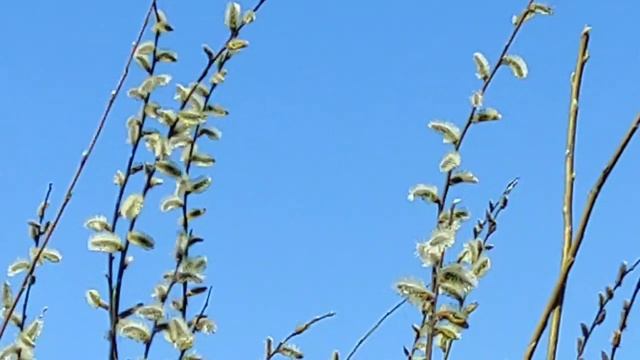 Верба цветет в Кузбассе смотреть онлайн