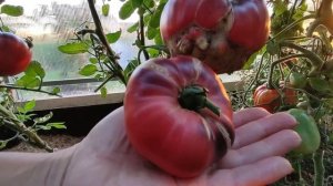 Сорт томата - Дорога Скотдейл (Scotsdale Road ) Честный обзор ?