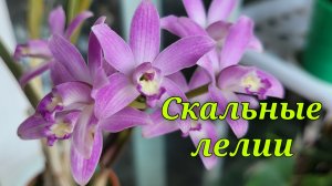 Laelia crispata. Мои скальные лелии.