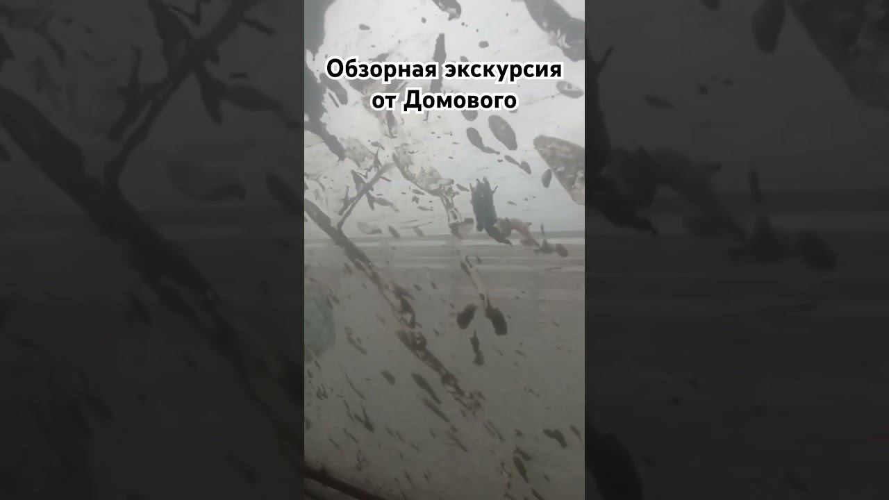Обзор после копа немного ограничен.